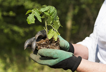 Выбираем хорошую рассаду: что надо знать, чтобы не обманули продавцы