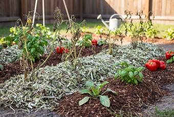 Пять ошибок мульчирования, которые губят урожай садоводов