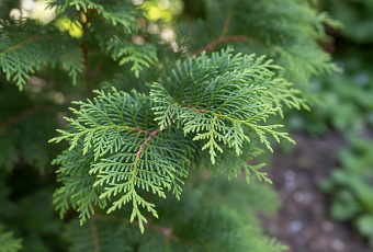 Как вырастить пышную тую из черенка: простой способ размножения хвойных