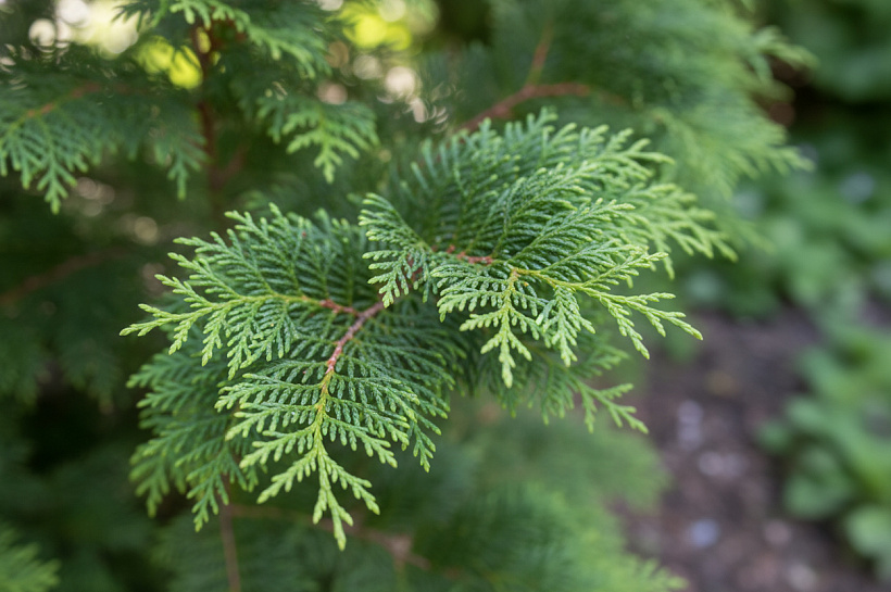 Как вырастить пышную тую из черенка: простой способ размножения хвойных
