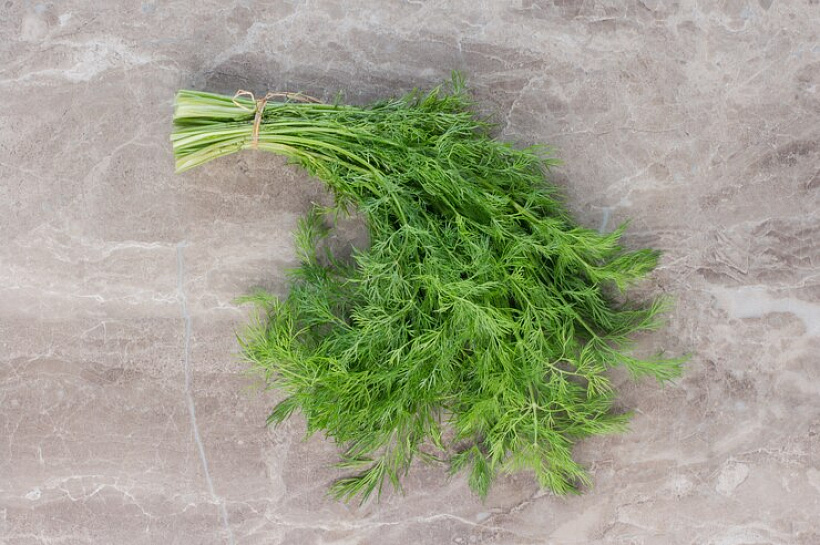 Укропное масло укрепляет общий иммунитет и способствует быстрому выздоровлению при простуде