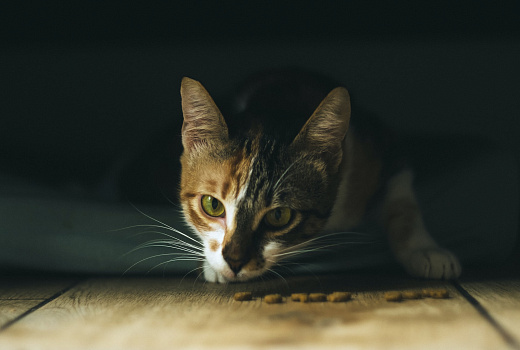 Purina прекратила производство и продажу в России некоторых кормов для кошек и собак