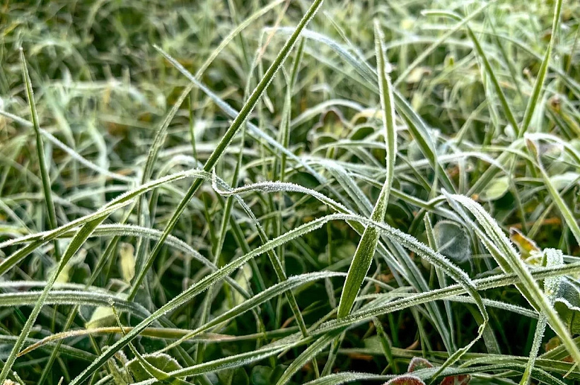 Морозные ночи до -3 градусов ожидаются в Краснодарском крае до конца недели