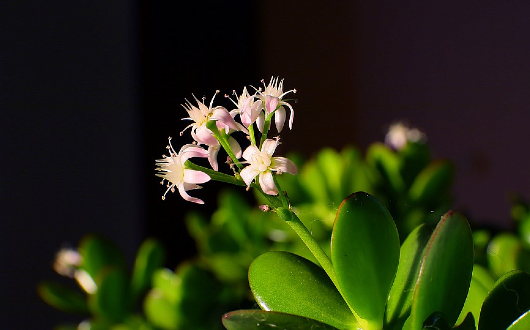 Лечим болезни с помощью денежного дерева 