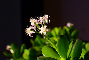 Лечим болезни с помощью денежного дерева 