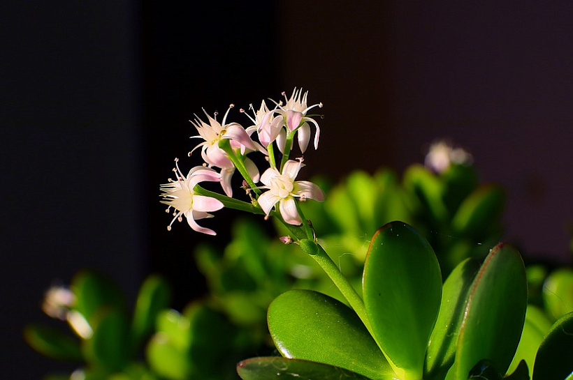 Лечим болезни с помощью денежного дерева 