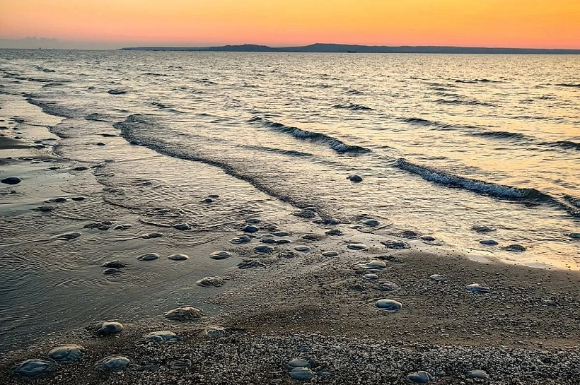 Соленость Азовского моря дошла до исторического максимума 