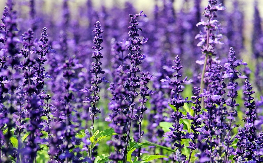 Природный афродизиак: пряность, которая лечит и придает вкус жизни