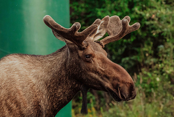 Лоси вышли к людям в Подмосковье и попали на видео