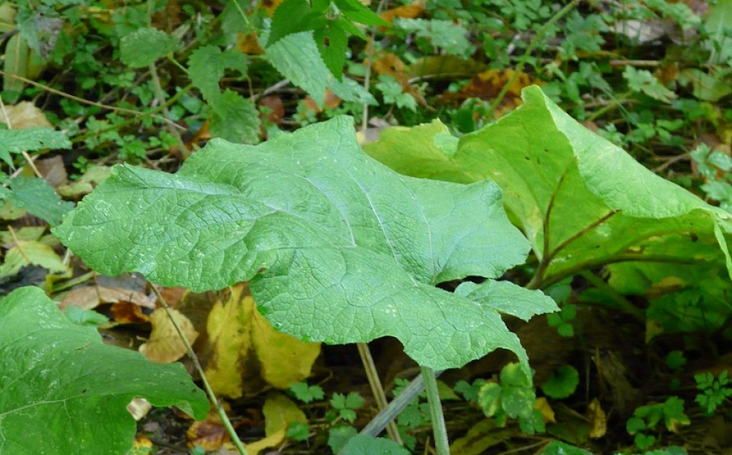 Ускоряем обмен веществ: сорняк с волшебными свойствами