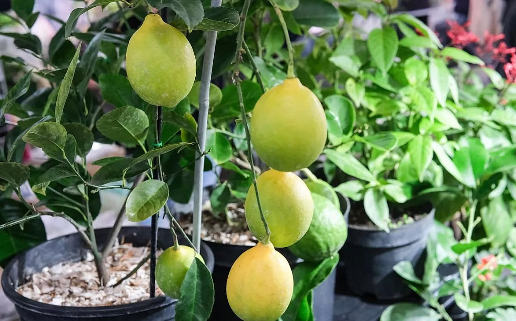  В Сочи выявлена опасная средиземноморская плодовая муха