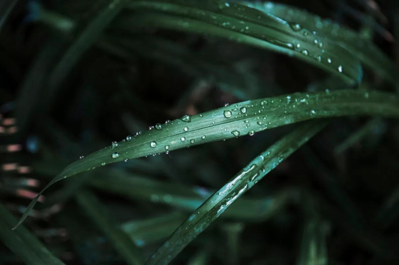 Ученые обнаружили, что растения «слышат» стук капель дождя и ускоряют прорастание на 30–40%