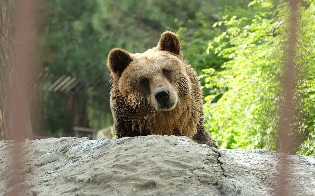 Названо число жертв нападений медведей в России