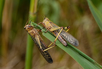 Пережить налет: какую опасность представляет саранча для урожая-2022