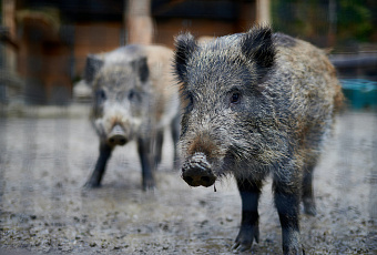Кабаний паровозик: звери в российском регионе совершили забавную пробежку и попали на видео