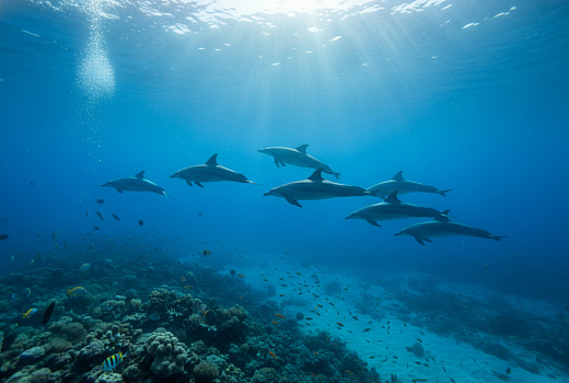 Аппетит гавайских дельфинов раскрыл скрытые процессы в океанских глубинах