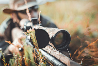 Виноваты черви: в России мясом медведя отравились 11 человек 