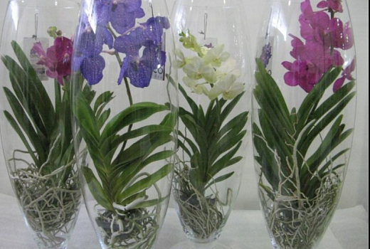 Орхидея Ванда – капризная, изящная и прекрасная