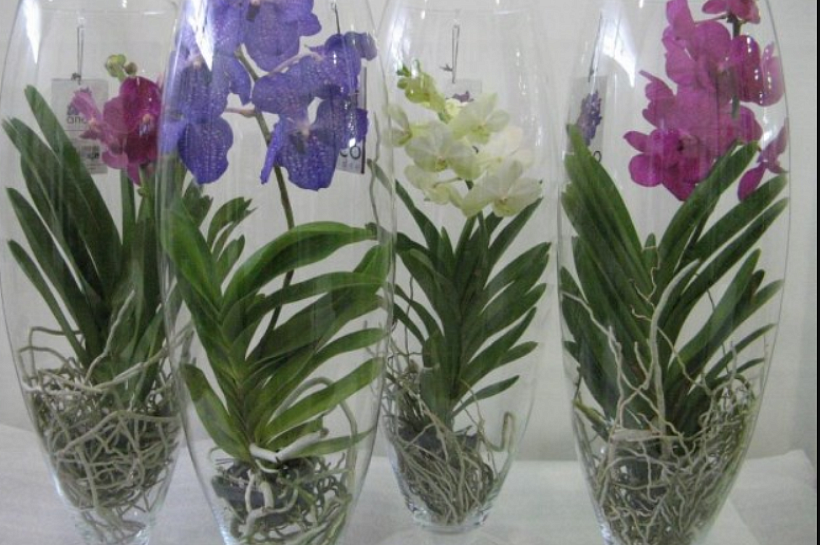 Орхидея Ванда – капризная, изящная и прекрасная