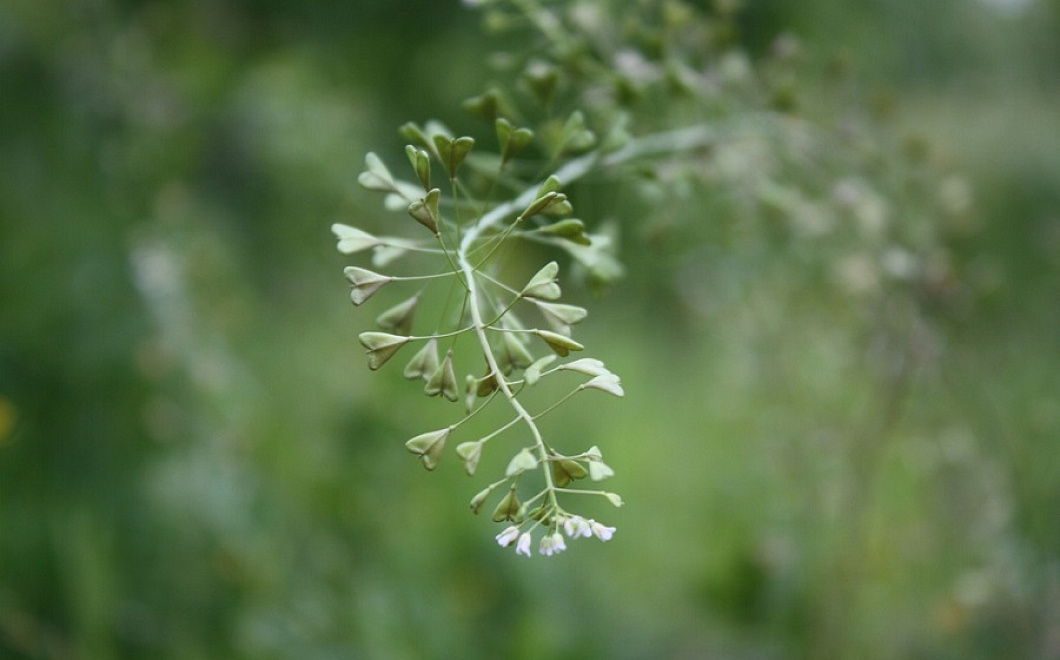 От болей в печени и ожирения: бабушкин рецепт здоровья