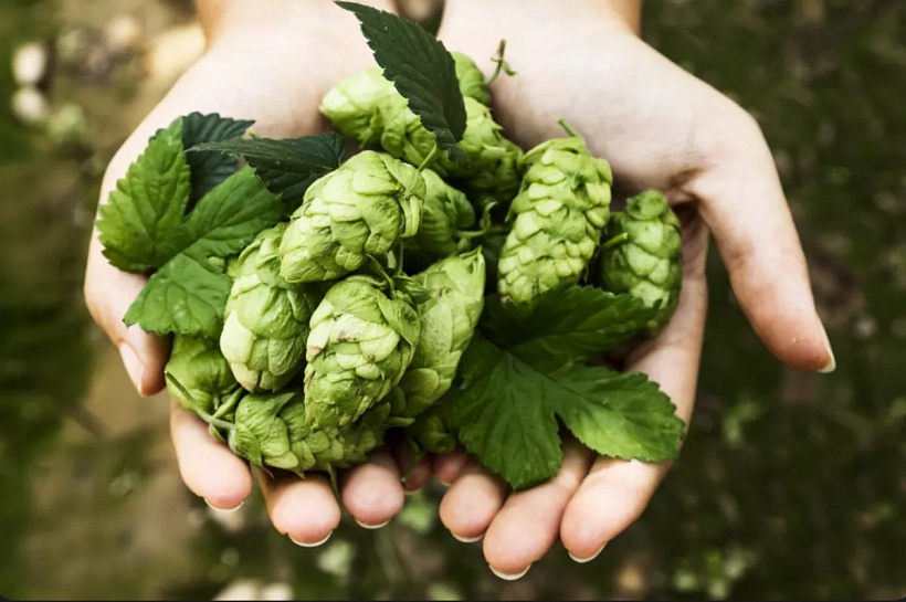 Минсельхоз: урожай хмеля в России в 2026 году вырастет до 340 тонн, несмотря на прошлогодние заморозки и засуху