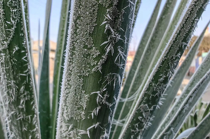 Ночные заморозки до -4 градусов снова продлили в Краснодарском крае до 18 апреля