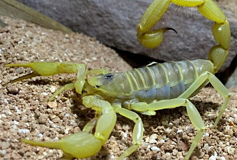 Смертоносные яды – которые используют, чтобы спасать жизни