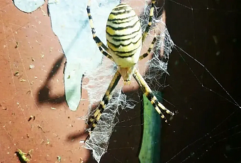 В Москве появились огромные пауки-осы 