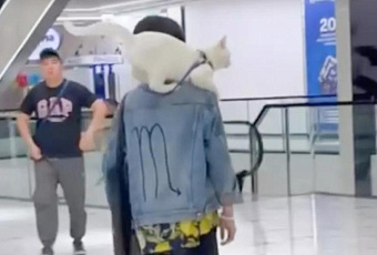 Пушистый шопинг: необычный посетитель торгового центра умилил пользователей сети