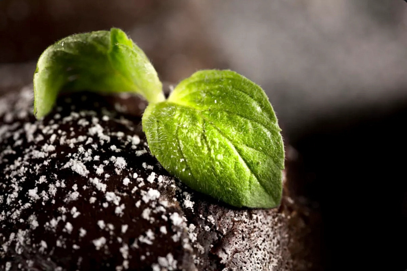 Учёные раскрыли роль азотных удобрений в цветении озёр и гибели рыбы