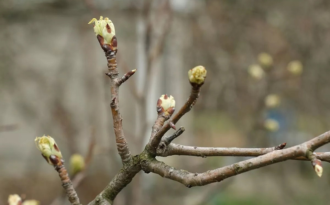 Ночные заморозки и дневное тепло: синоптики рассказали о типичной погоде марта на Кубани
