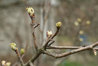 Ночные заморозки и дневное тепло: синоптики рассказали о типичной погоде марта на Кубани