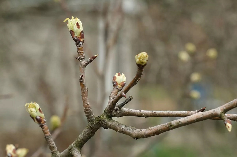 Ночные заморозки и дневное тепло: синоптики рассказали о типичной погоде марта на Кубани
