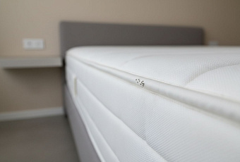 Как избавиться от постельных клопов: борьба с неожиданными паразитами