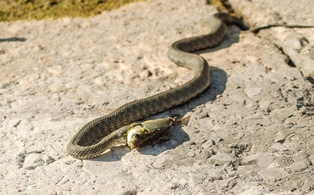 Ползучие соседи: ученые Пермского Политеха рассказали, как обезопасить себя от укуса змеи на даче