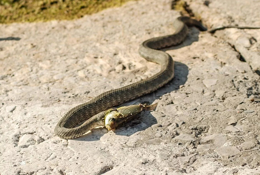 Ползучие соседи: ученые Пермского Политеха рассказали, как обезопасить себя от укуса змеи на даче