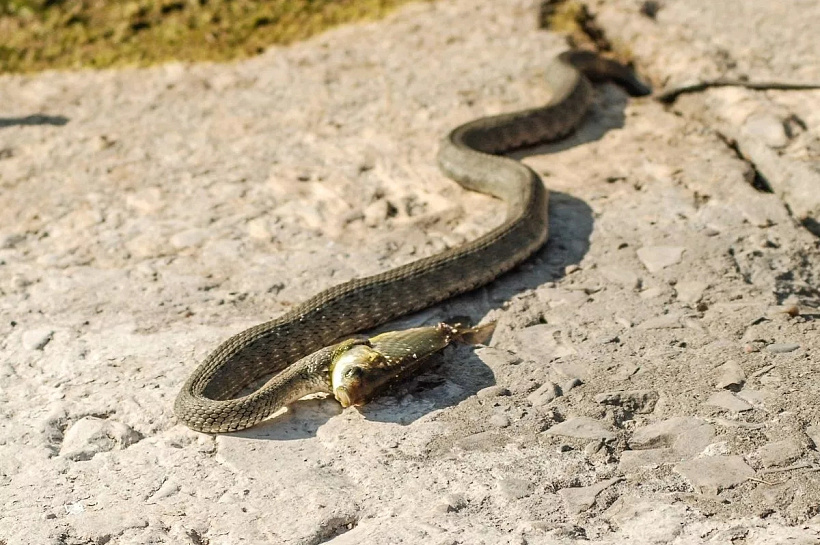 Ползучие соседи: ученые Пермского Политеха рассказали, как обезопасить себя от укуса змеи на даче