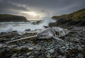 Нарвал выбросился на берег Ирландии, удивив учёных изменением миграционных маршрутов
