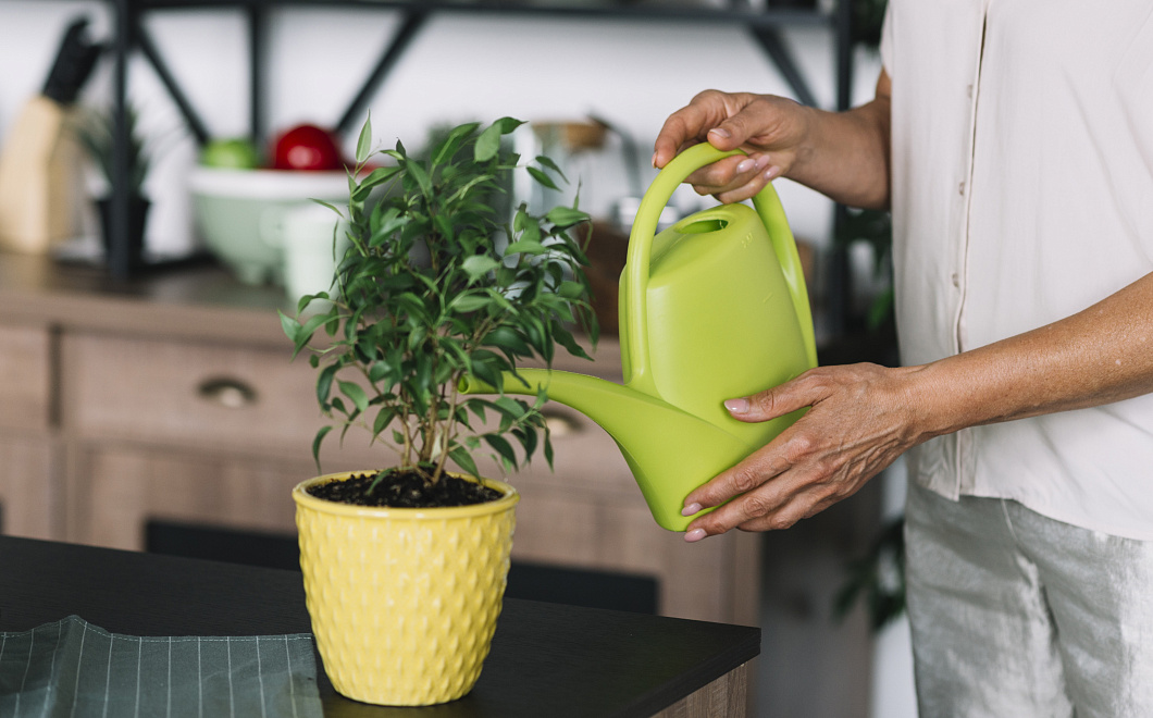 Спасаем зеленого друга: что делать, если цветок залили водой