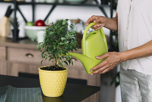 Спасаем зеленого друга: что делать, если цветок залили водой