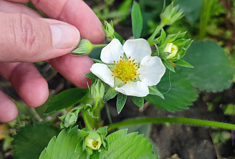 Сами с усами: где лучше посадить клубнику 