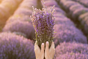 Развесьте эти веточки по дому и забудьте о комарах