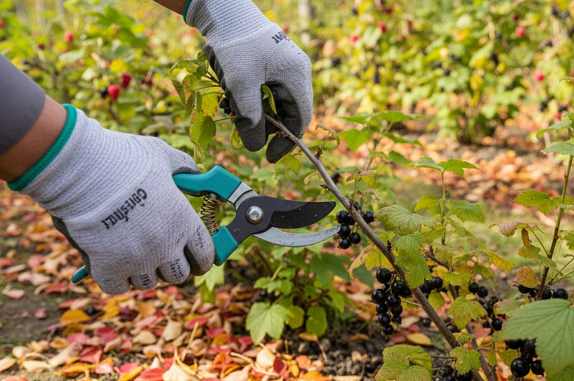 Осенняя обрезка ягодных кустарников: правильные схемы и советы для садоводов
