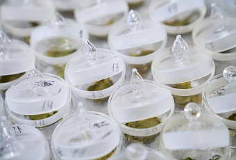 Ученые Сочи впервые создали генетическую карту морозостойкости чая