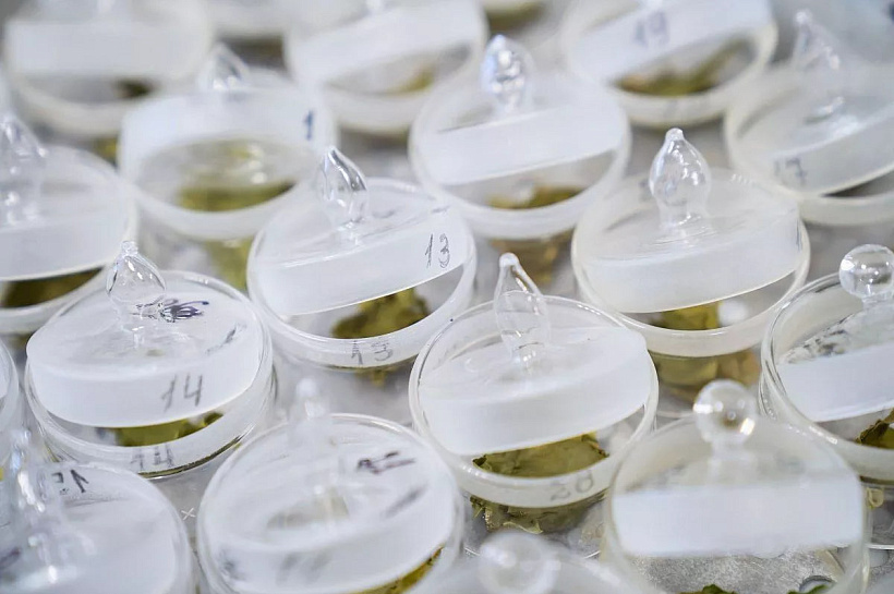 Ученые Сочи впервые создали генетическую карту морозостойкости чая