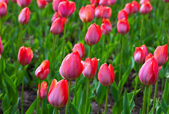 Украсить свой сад тюльпанами можно, следуя этим простым правилам