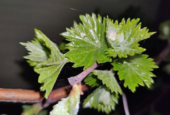 Листья винограда: целебные свойства, о которых вы не знали