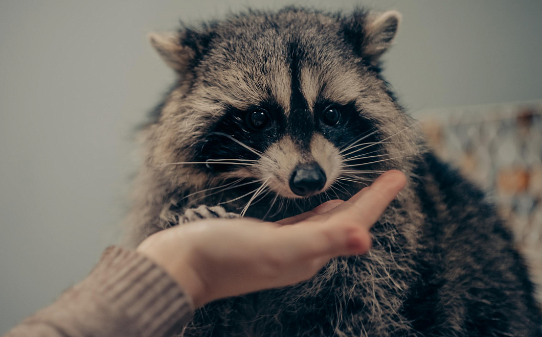 Это кто тут такой хорошенький: необычный пассажир автобуса умилил пользователей сети