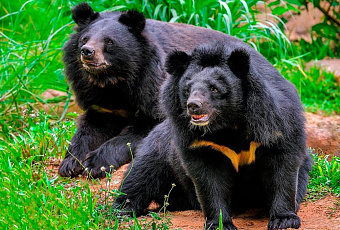 Храбрая женщина спасла мужа и брата от нападения трех медведей