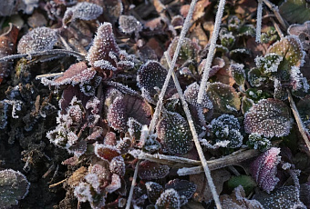 Первые заморозки пришли в Ростовскую область в октябре